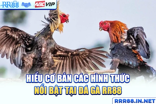 Hiểu cơ bản các hình thức nổi bật tại Đá gà RR88