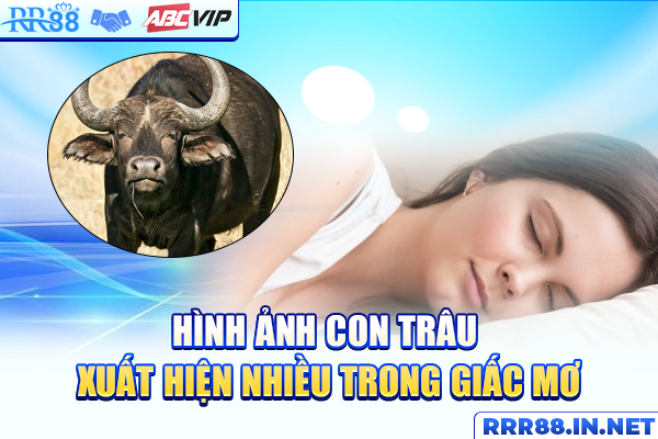 Hình ảnh con trâu xuất hiện nhiều trong giấc mơ
